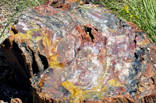 a piece of of heavily mineralized petrified wood on the Giant Logs Trail
